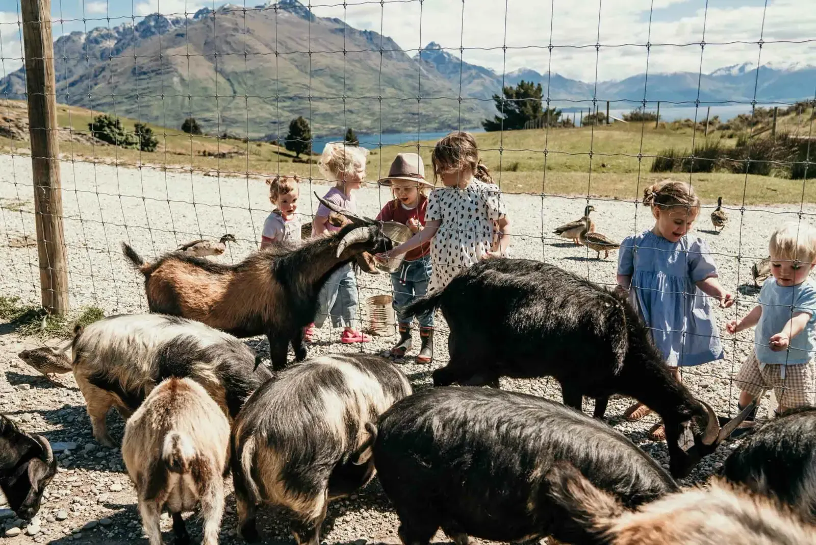 Children feeding goats and kunekune pigs at Deer Park Heights