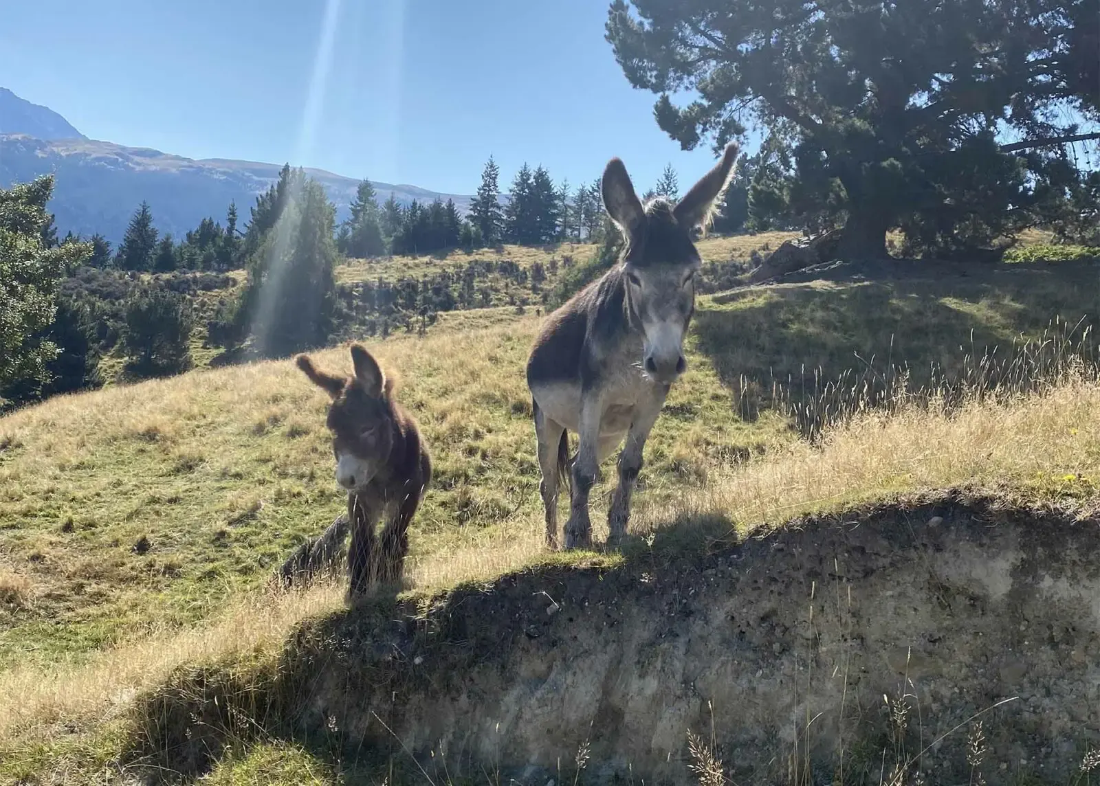 Donkeys on the hillside at Deer Park Heights