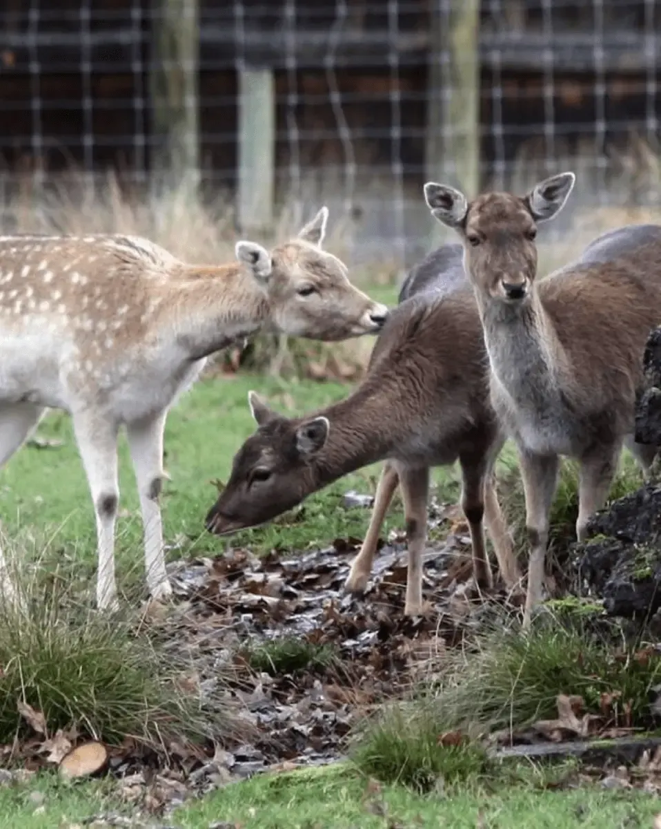 Fallow deer at Deer Park Heights