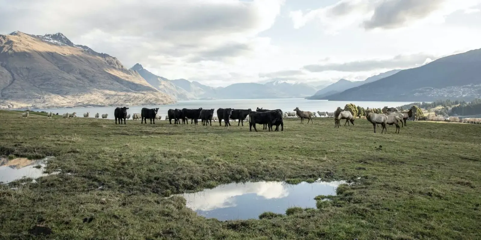 Farm animals grazing on pasture above Lake Whakatipu at Deer Park Heights