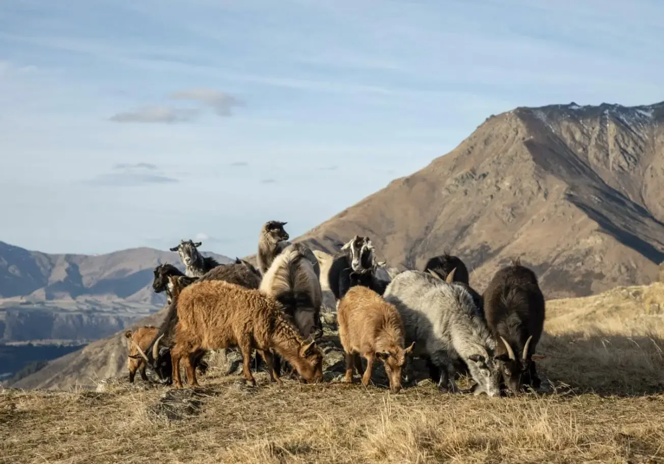 Goats on a mountain ridge at Deer Park Heights
