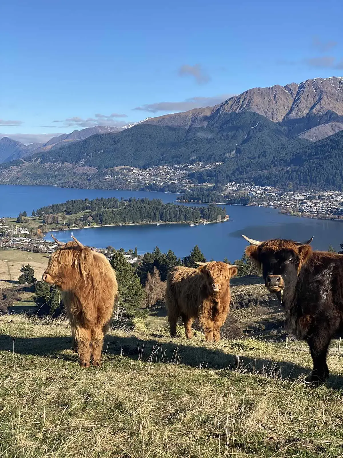 Highland cattle with a view over Queenstown