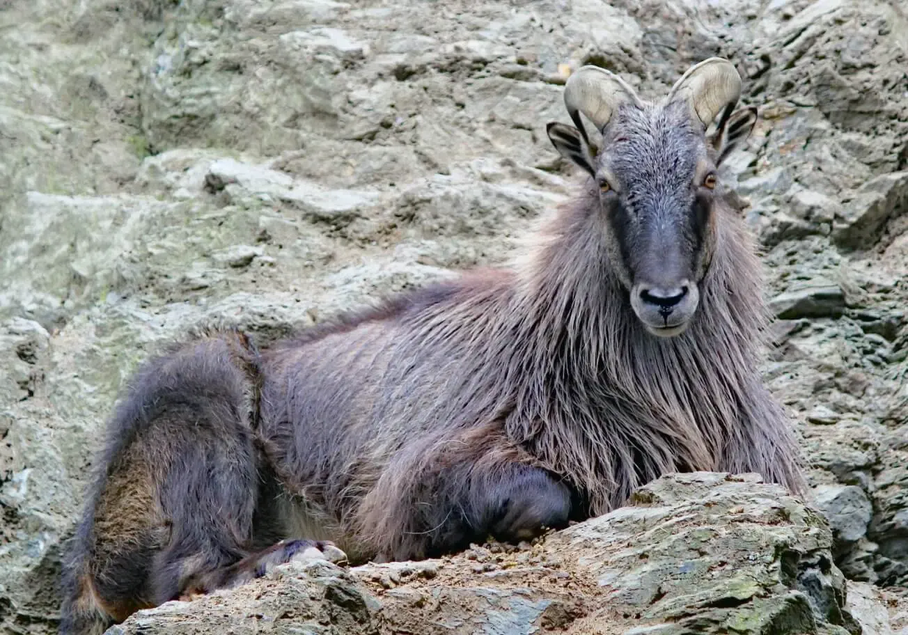 Himalayan tahr on rock at Deer Park Heights