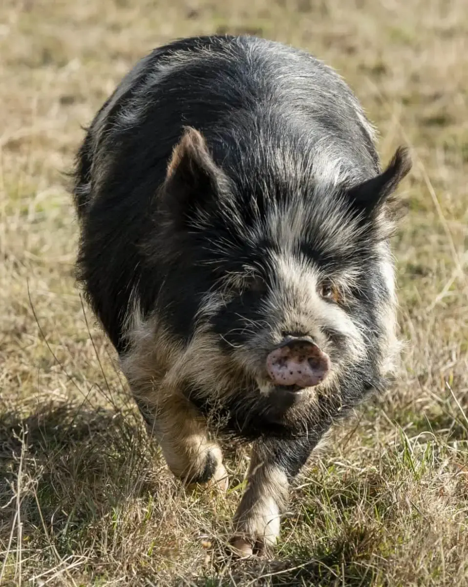 Kunekune pig at Deer Park Heights