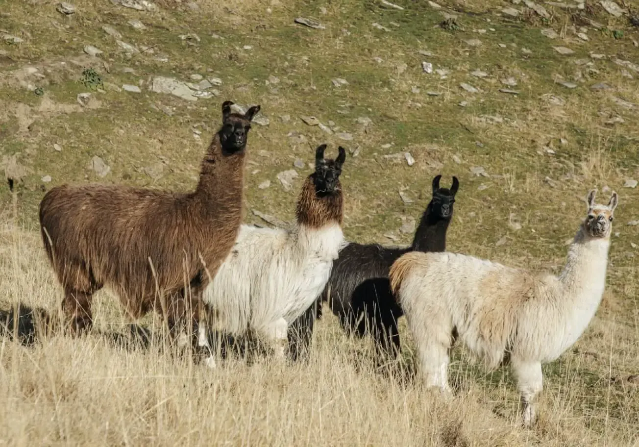 Llamas and alpacas in tussock at Deer Park Heights
