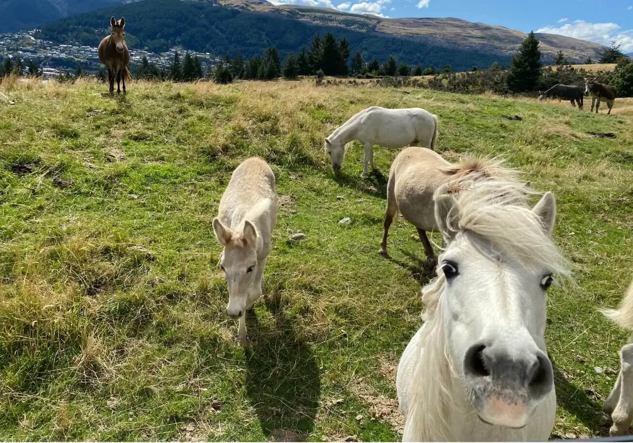 Miniature horses at Deer Park Heights