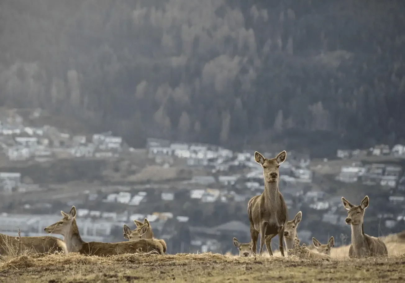 Red deer in tussock above Queenstown at Deer Park Heights