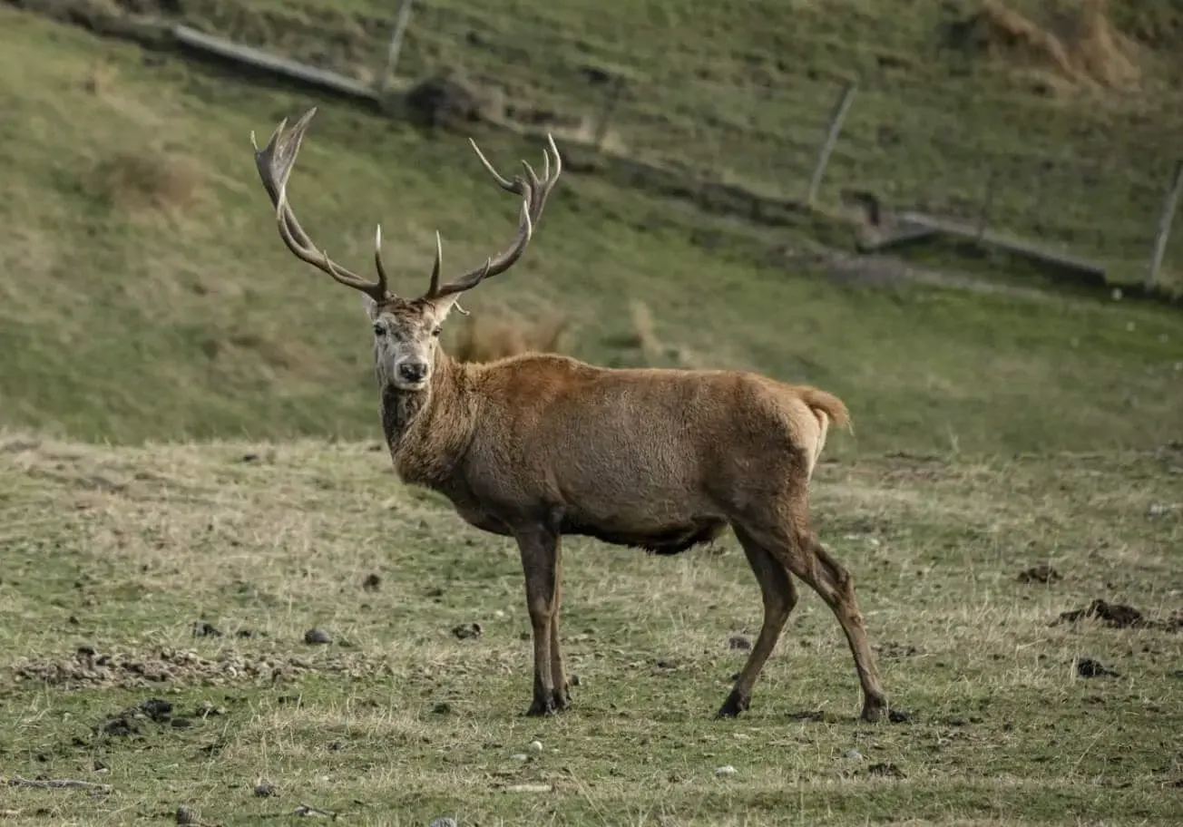 Red deer stag with antlers at Deer Park Heights
