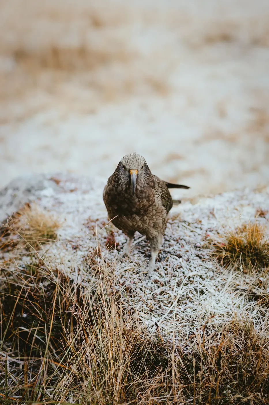 Kea, New Zealand's alpine parrot, standing on frosted tussock in the Earnslaw Burn valley